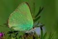 Callophrys rubi